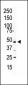 PIP4K2 Alpha (PIP4K2A) Antibody (C-term)